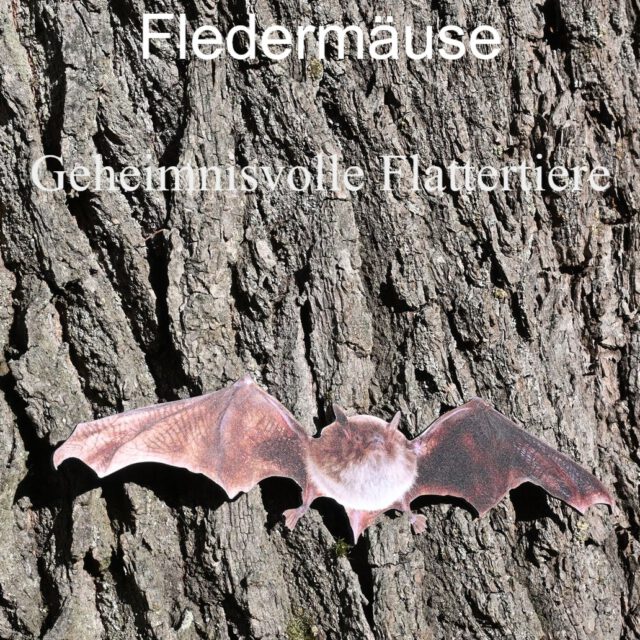 🦇🌕🍺🔦 Vortragsabend zumThema FLEDERMÄUSE beim Rad- & Wanderverein Brüntorf: Infos, Basteln und Entdecken. Ich habe mich über die zahlreichen Zuhörer sehr gefreut. Vielen Dank für die Spenden, die dem Fledermausschutz zu Gute kommen werden. #naturschuleapfelkamp #fledermausschutz #bruentorf