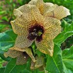 Bilsenkraut-Hyoscyamus_niger