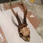 IMG_20170525_093146