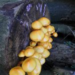 IMG_20191007_100417